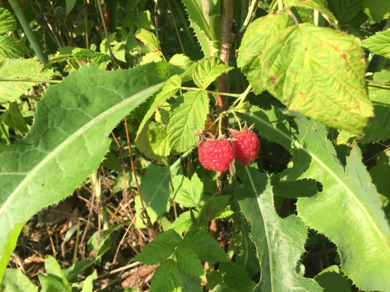 Berry Picking in NY